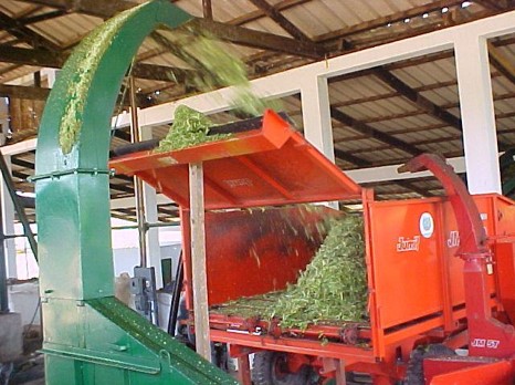 Sisal Plant
